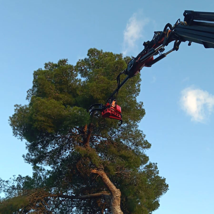 Pinza con motosierra, exclusiva en Mallorca con Transmoll