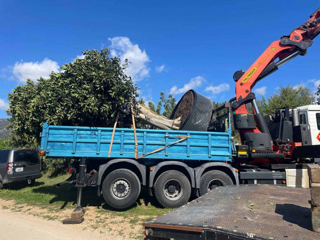 Transporte árboles en Mallorca con Transmoll